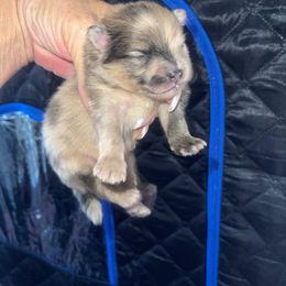 Boy 2 - male Pomeranian puppy in Avon Park, Florida from Mariska's Pomeranians