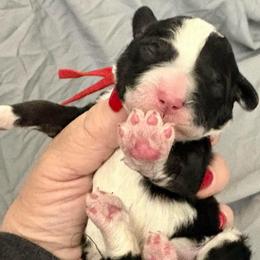 Red collar girl - Tri-color female Bernedoodle puppy in Lake, Michigan from 3 King Doodles & Poodles