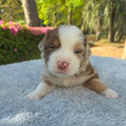Twixie - Red merle female Australian Shepherd puppy in Summerville, South Carolina from Flowertown Aussies