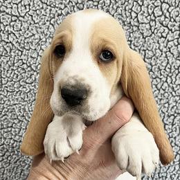 Snickers (green) - Red and white male Basset Hound puppy in Kingsport, Tennessee from Bear’s Bassets