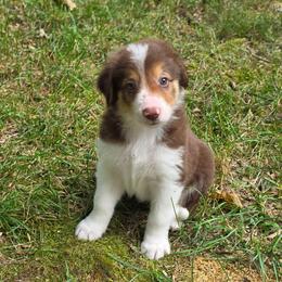 Justice - Tri-color male Border Collie puppy in Watsontown, Pennsylvania from Kate Gresham
