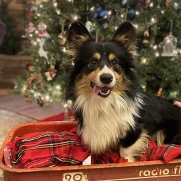 Boone - Pembroke Welsh Corgi