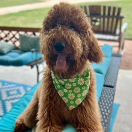 Lolita - Goldendoodle