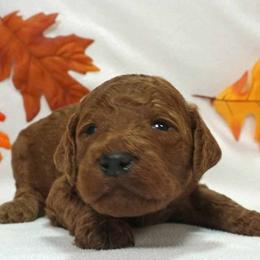 Boy 1 - Red  male Poodle puppy in Mc Henry, Illinois from Sunset Maple Poodles