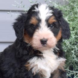 Cedar - Tri-color male Bernedoodle puppy in Honey Brook, Pennsylvania from Green Ridge Puppies