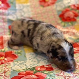 Australian Shepherd Puppies from Sweets' Cattle Co and Australian Shepherds