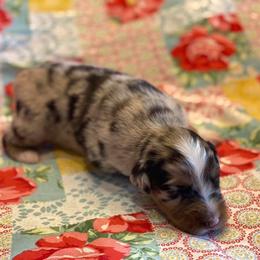 Australian Shepherd Puppies from Sweets' Cattle Co and Australian Shepherds