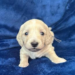Cassatt - Cream female Dachshund puppy in Memphis, Tennessee from River City Doxies