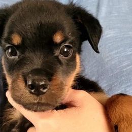 Boy 4 - Rottweiler puppy in Irvine, Kentucky from Hale Haus Rottweilers