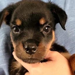 Boy 4 - Rottweiler puppy in Irvine, Kentucky from Hale Haus Rottweilers
