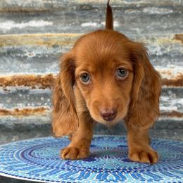 Heidi - Dapple female Dachshund puppy in Muldrow, Oklahoma from Sassy Sausage Dogs