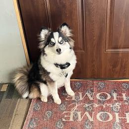 Sage - Pomsky