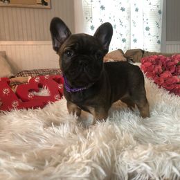 Purple collar - Fawn French Bulldog puppy in Berea, Kentucky from Bully Life Farms