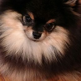 Pomeranian Puppies from Pomflower Pomeranians