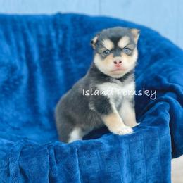 Stella - Black and white female Pomsky puppy in Hawaii from Island Pomskies