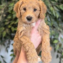 Australian Labradoodle puppies from Grand Peaks Labradoodles