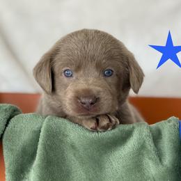 Silver dark blue collar - Silver male Dilute Retriever puppy in Teton County, Montana from East Front Labradors & Treasure State Schnauzers