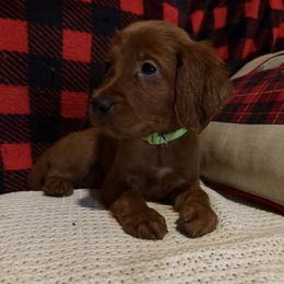 Avery the Christmas Puppy - Mahogany female Irish Setter puppy in Orem, Utah from Rocky Mountain Irish Setters