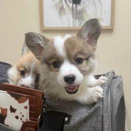 Chip - Sable male Pembroke Welsh Corgi puppy in Bakersfield, California from Kern River Corgis