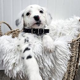 Black - White and black male Dalmatian puppy in Gray, Georgia from Fuller Spots
