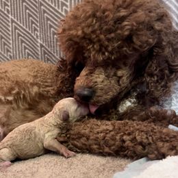 Poodles from Cross's Poodle Puppies