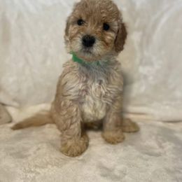 Danny - Apricot male Poodle puppy in Auburn, Georgia from Southern Poodles
