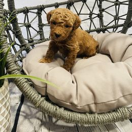 Boy Red Collar - Red  Goldendoodle puppy in Murray, Utah from Puppy Paws
