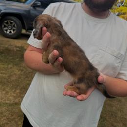 Ellie - Dapple female Dachshund puppy in Winfield, Alabama from Winfield Weenies