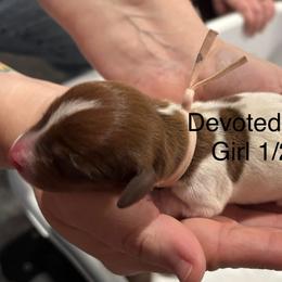 Pink Collar - Piebald female Dachshund puppy in Belfair, Washington from Devoted Doxies, Lorraine’s Yorkies