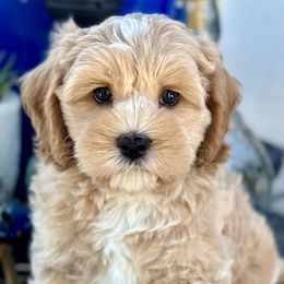 Sunny - Buff and white Cockapoo puppy in Roseville, California from Darby Park Doodles