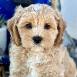 Sunny - Buff and white Cockapoo puppy in Roseville, California from Darby Park Doodles