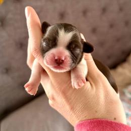 Boy 1 - Liver and white male Shih Tzu puppy in Stroud, Oklahoma from Laik’s Little Shihtz & Poms