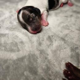 Mike - Dapple male Dachshund puppy in Modesto, California from Cabrera Family Kennels