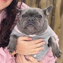 Ava - French Bulldog