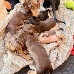 Dachshund Puppies from Silver Sage Dachshunds