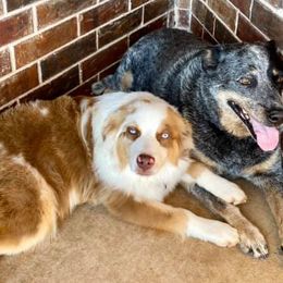 Miniature Australian Shepherds from Weatherford Toy and Miniature Aussies