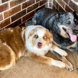Miniature Australian Shepherds from Weatherford Toy and Miniature Aussies