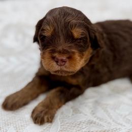 Green collar boy - Phantom male Bernedoodle puppy in Colorado Springs, Colorado from Mercy Mountain Bernedoodles