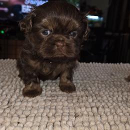 Martha - Chocolate and tan female Shih Tzu puppy in Fairview Park, Ohio from Sunshine Shih tzus