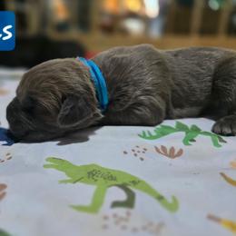 Atlas - Gray brindle male Cane Corso puppy in Sandia, Texas from OneTime Cane Corso