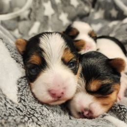 Biewer Terrier and Yorkshire Terrier Puppies from 1.StarDreamPups