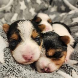 Biewer Terrier and Yorkshire Terrier Puppies from 1.StarDreamPups