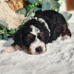 Timo - Tri-color male Bernedoodle puppy in Dothan, Alabama from Farquharson's Poodles&Doodles