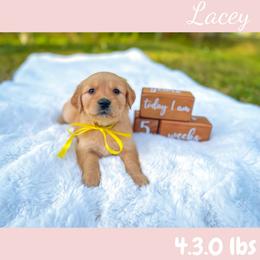 Golden Retriever Puppies from All shades Golden
