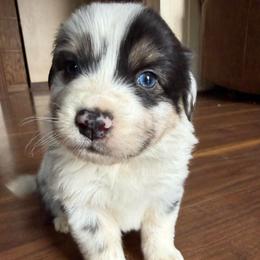 Arrow - Blue merle male Australian Shepherd puppy in Yadkinville, North Carolina from Gold Leaf Farm & Kennels