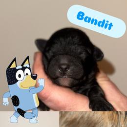 BANDIT - Black male Goldendoodle puppy in Etna, California from SRS Goldendoodles