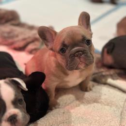 Betty boop - Fawn and white female French Bulldog puppy in Washington from Pawcific Coast Bullies