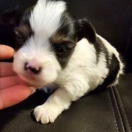 Milo - Parti male Yorkshire Terrier puppy in Duncan, South Carolina from Sonshine Yorkies