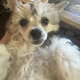 Red - Sable female Chinese Crested puppy in Cedartown, Georgia from Heartesha