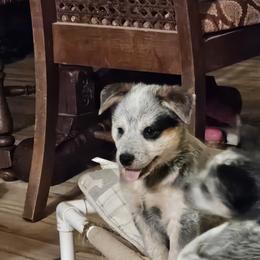 Charlie - Blue speckled male Australian Cattle Dog puppy in Sneedville, Tennessee from JoAnn's Australian Cattle Dogs